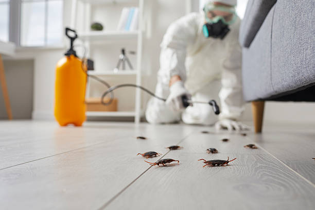 Post-Treatment Bed Bug Interceptor Monitoring in Edina